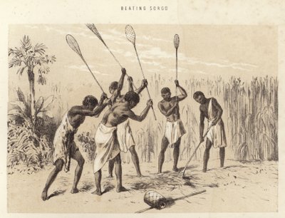Battre le sorgo - English School
