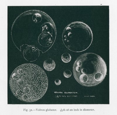 Les beautés de la nature : Volvox Globator (litho) - English School
