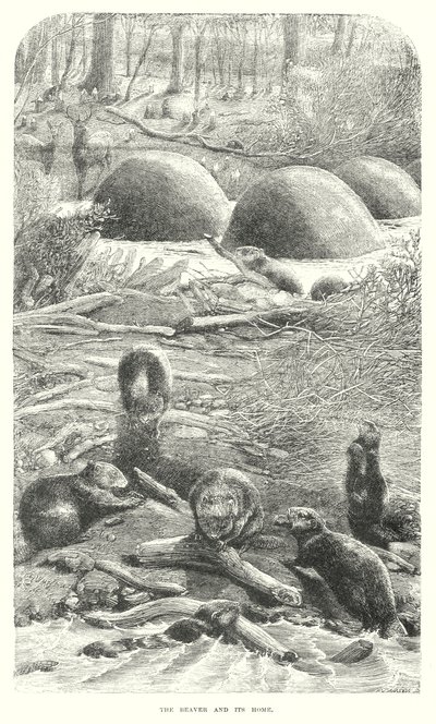 Castors (gravure) - English School