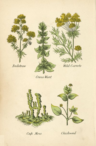 Gaillet, Croix de Saint-André, Carottes sauvages, Lichen en coupe, Stellaire - English School