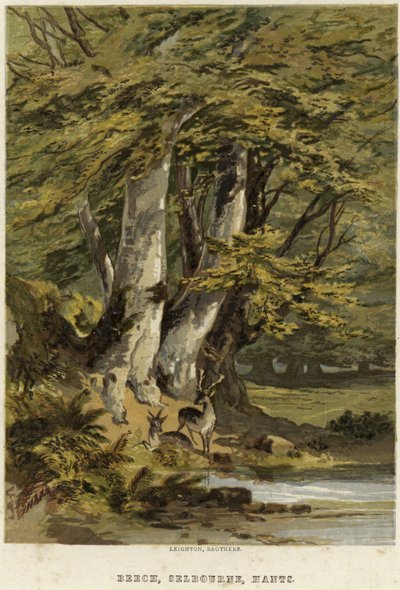 Hêtres, près de Selborne, Hampshire - English School
