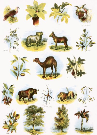 Illustrations bibliques - English School