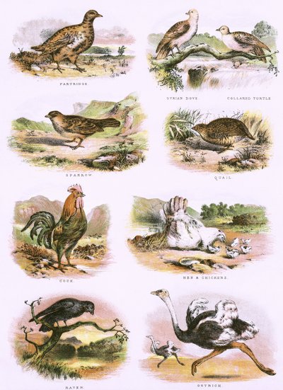 Histoire naturelle biblique - English School