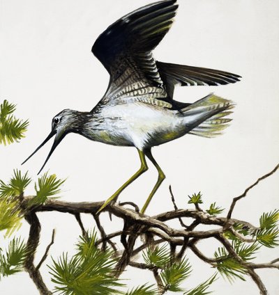 Oiseau - English School