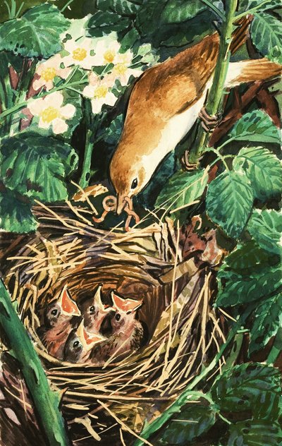 Oiseau nourrissant des poussins dans le nid - English School