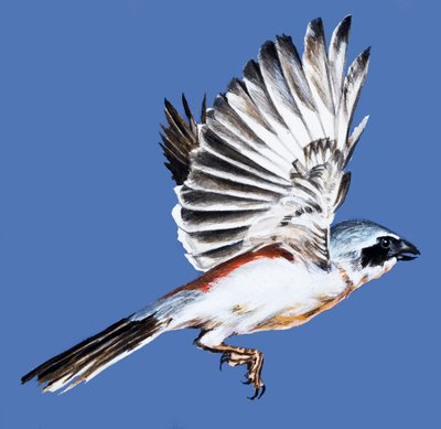 Oiseau en vol - English School