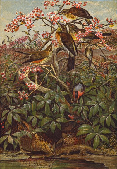 Oiseaux (lithographie couleur) - English School