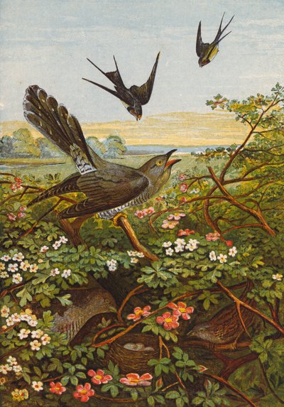 Oiseaux (lithographie couleur) - English School