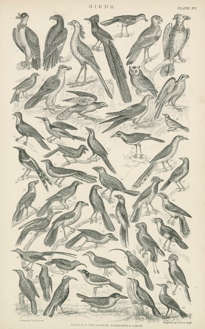 Oiseaux (gravure) - English School