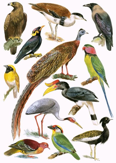Oiseaux - English School
