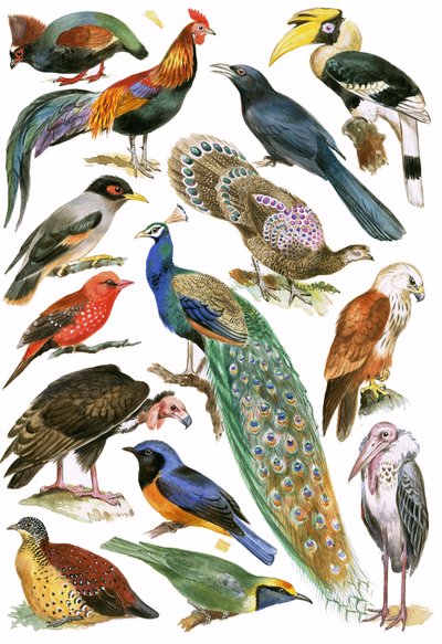 Oiseaux - English School