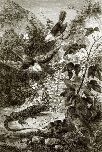 Oiseaux, reptiles et végétation - English School