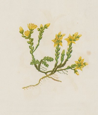 Orpin âcre, Sedum Acre - English School
