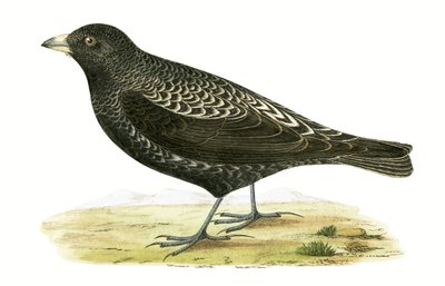 Alouette noire, illustration de 
