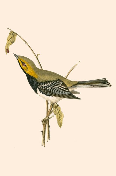 Paruline à gorge noire, illustration de 