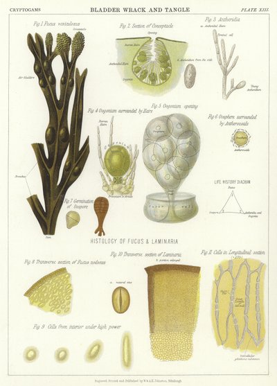 Fucus vésiculeux et varech - English School