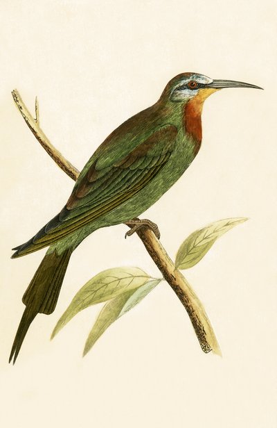 Guêpier à joues bleues, illustration de 