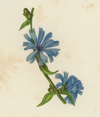 Chicorée sauvage, Cichorium Intybus - English School