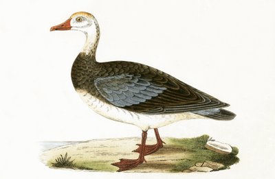 Oie à ailes bleues, illustration de 