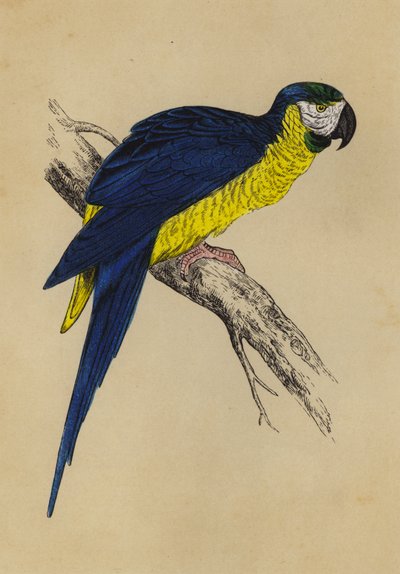 Ara bleu et jaune - English School