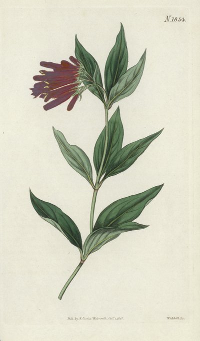 Gravure botanique - English School