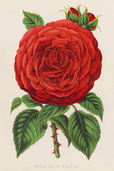 Rose Bourbon, Révérend H Dombrain - English School