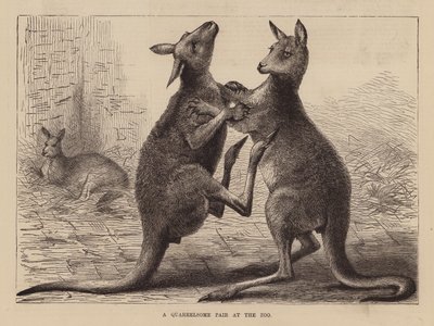 Kangourous boxeurs dans un zoo - English School