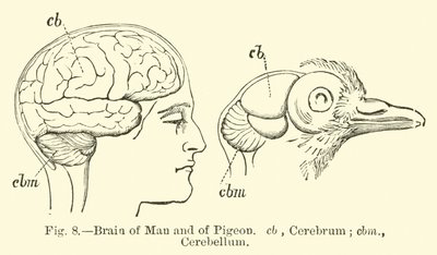 Cerveau de l