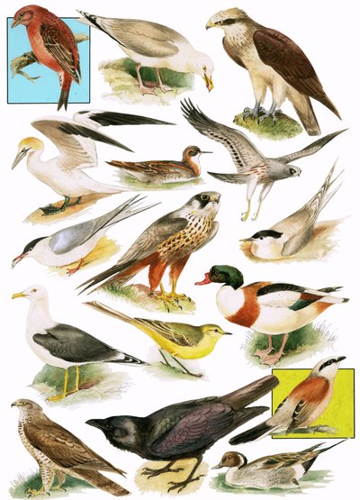 Oiseaux britanniques - English School
