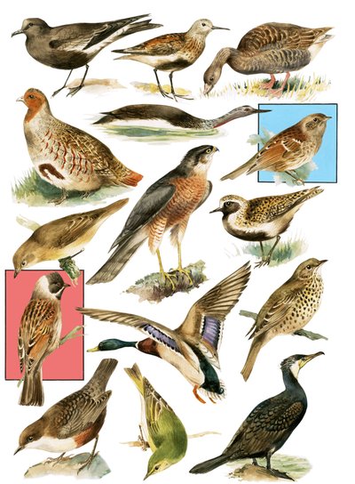 Oiseaux britanniques - English School