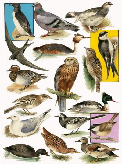 Oiseaux britanniques - English School