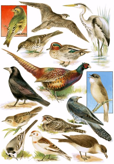 Oiseaux Britanniques - English School