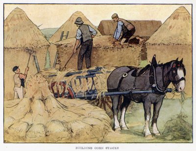 Construction de meules de maïs - English School