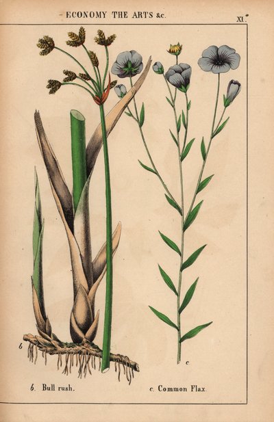 Massette ou papyrus et lin commun avec fleurs bleues, de "The Instructive Picturebook, or Lessons from the Vegetable World," [Charlotte Mary Yonge], Édimbourg - English School
