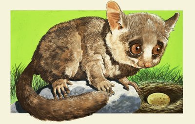 Galago - English School