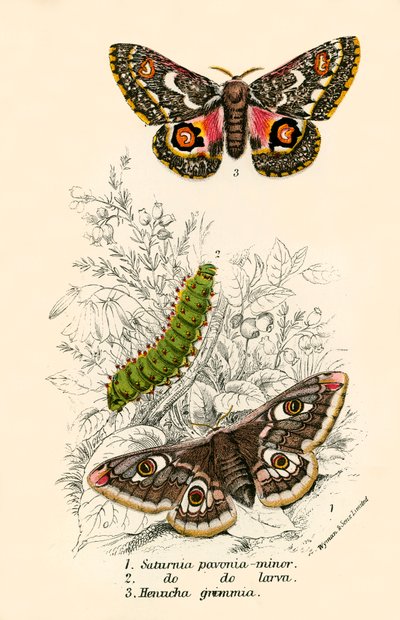 Papillons - English School
