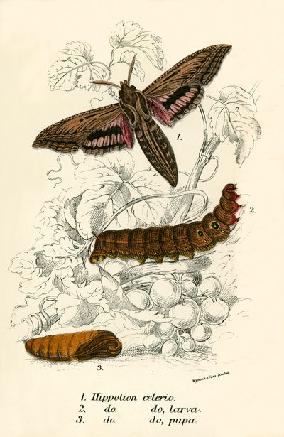 Papillons - English School