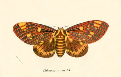 Papillons - English School