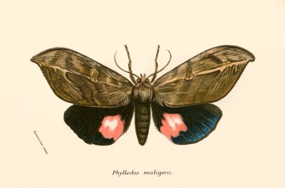Papillons - English School
