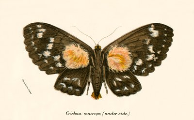 Papillons - English School