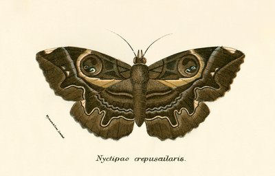 Papillons - English School