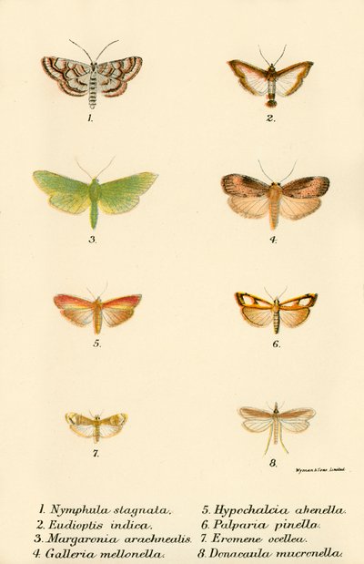Papillons - English School