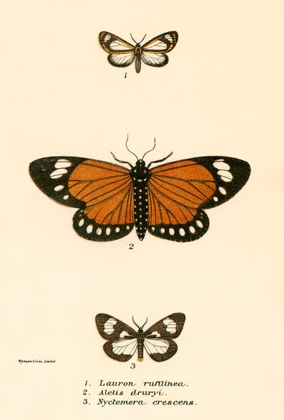 Papillons - English School