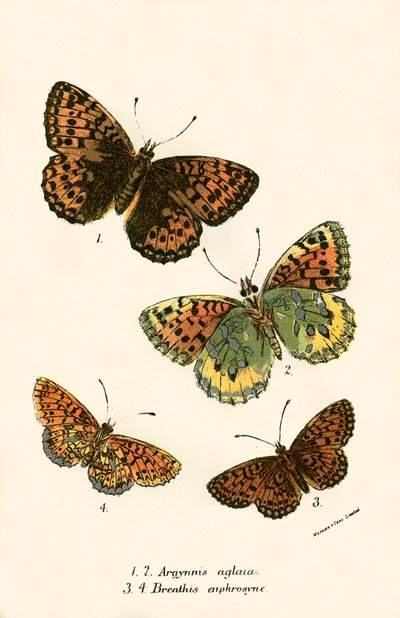 Papillons - English School