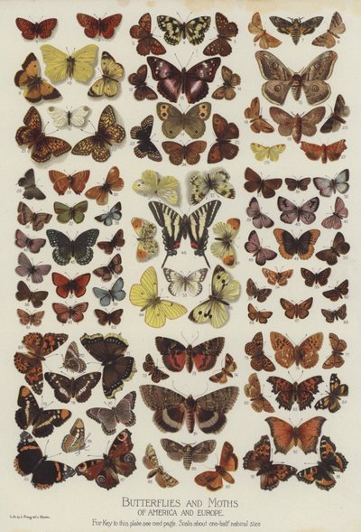 Papillons et Mites d
