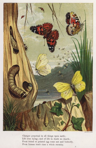 Papillons et chenilles - English School
