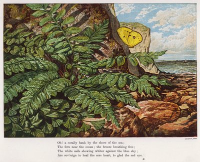 Papillon et fougère au pied d