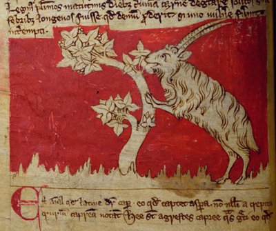 Chèvre, du Bestiaire - English School