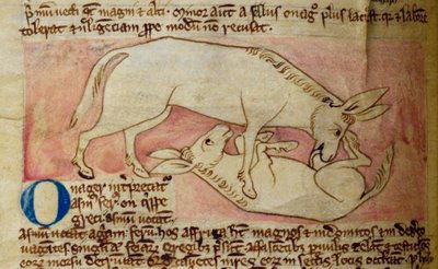 Âne sauvage, du Bestiaire - English School