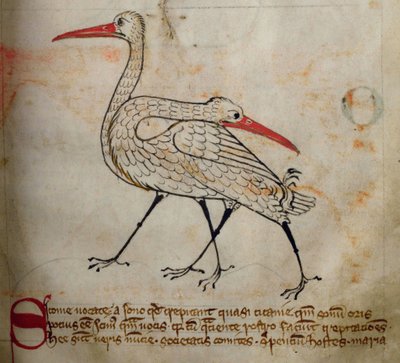 Cigogne, du Bestiaire - English School